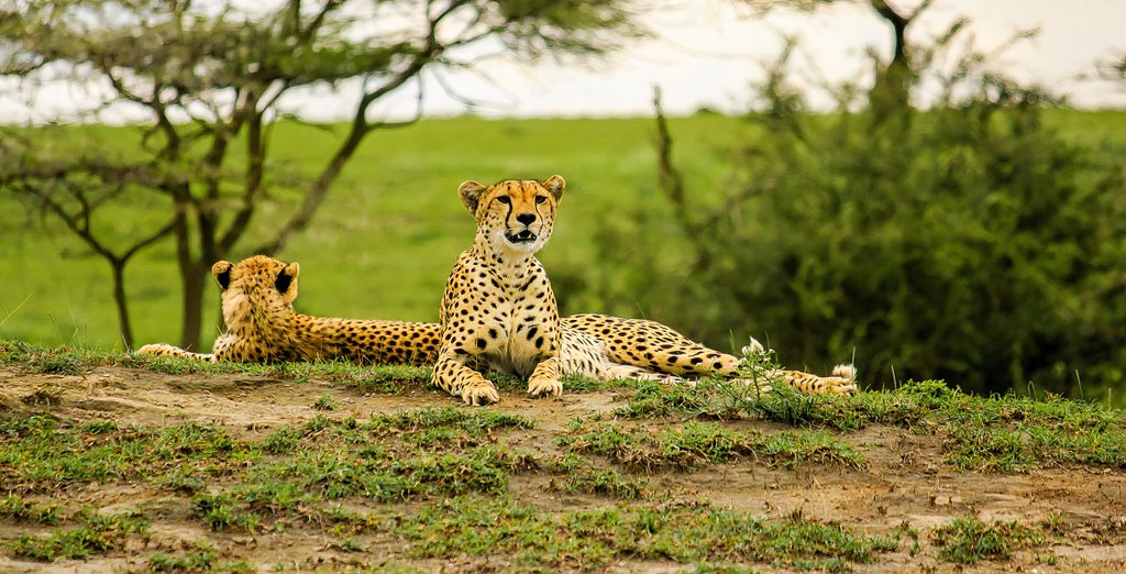 Safari privato nel Paese con estensione al Marijani Beach Resort 5*