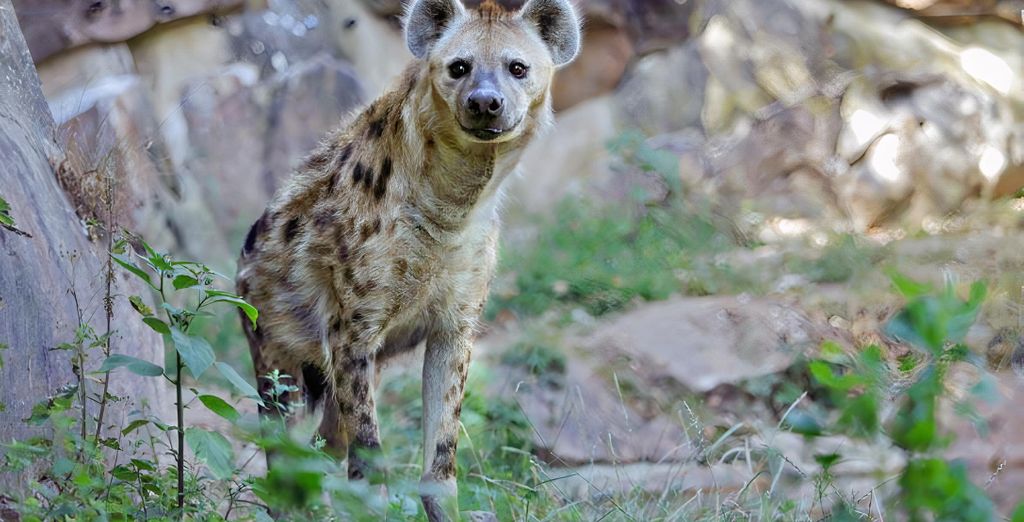 Terres d'Afrique - Thoiry ZooSafari