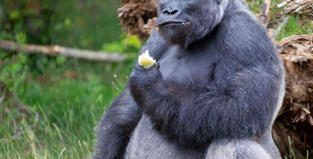Terres d'Afrique - Thoiry ZooSafari