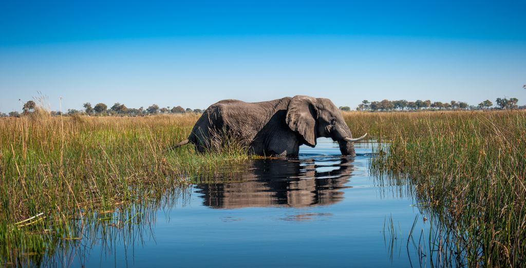 Private Rundreise: Zwischen Land und Himmel - Botswana