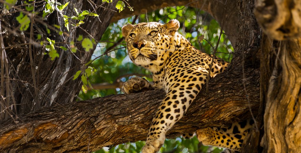 Combinato Pioneers Lodge, Chobe Elephant Camp e Sango Safari Camp