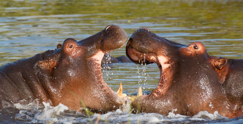 Combinato Pioneers Lodge, Chobe Elephant Camp e Sango Safari Camp