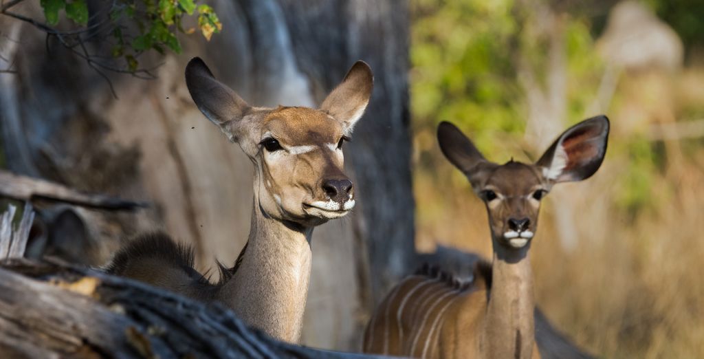 Combinato Pioneers Lodge, Chobe Elephant Camp e Sango Safari Camp