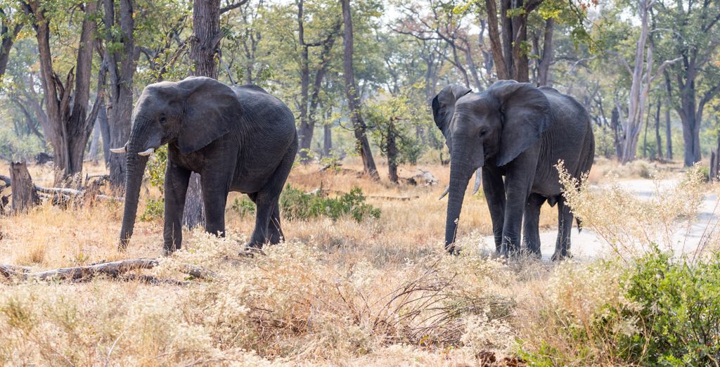 Combinato Pioneers Lodge, Chobe Elephant Camp e Sango Safari Camp