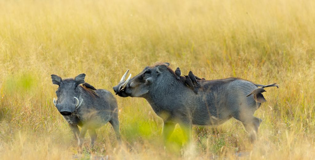 Combinato Pioneers Lodge, Chobe Elephant Camp e Sango Safari Camp