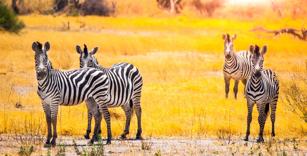 Combinato Pioneers Lodge, Chobe Elephant Camp e Sango Safari Camp