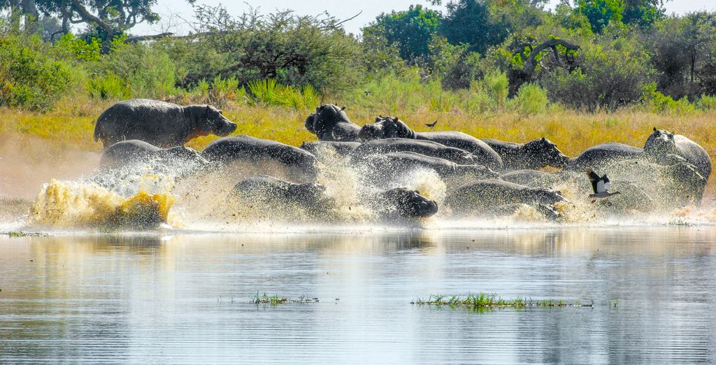 Combinato Pioneers Lodge, Chobe Elephant Camp e Sango Safari Camp