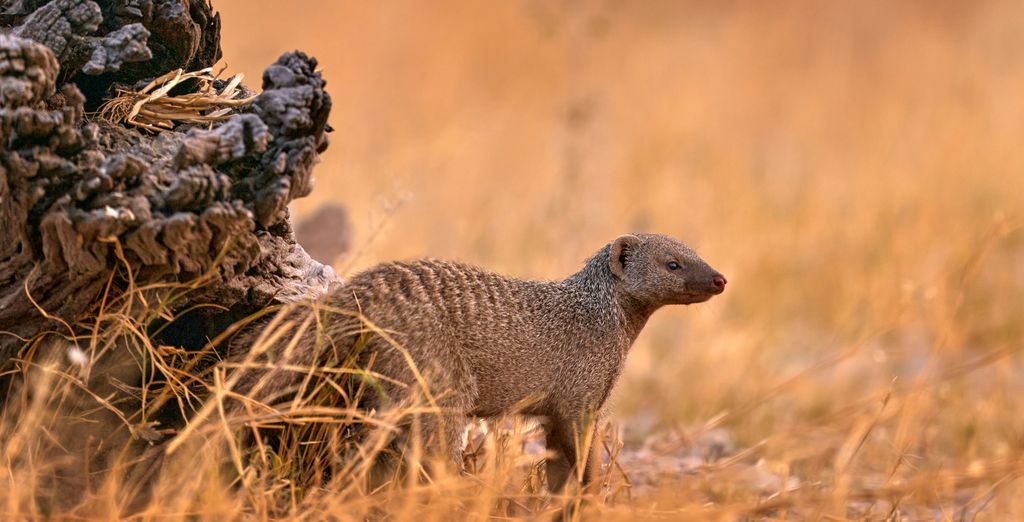 Combinato Pioneers Lodge, Chobe Elephant Camp e Sango Safari Camp