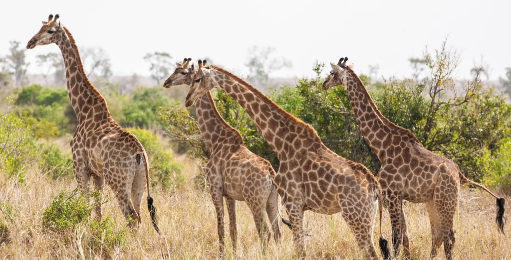 Combinato Pioneers Lodge, Chobe Elephant Camp e Sango Safari Camp