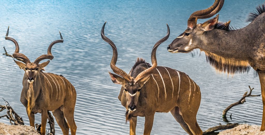 Combinato Pioneers Lodge, Chobe Elephant Camp e Sango Safari Camp