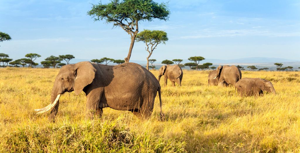 Safari da 4 notti con estensione al Temple Point Resort 4*
