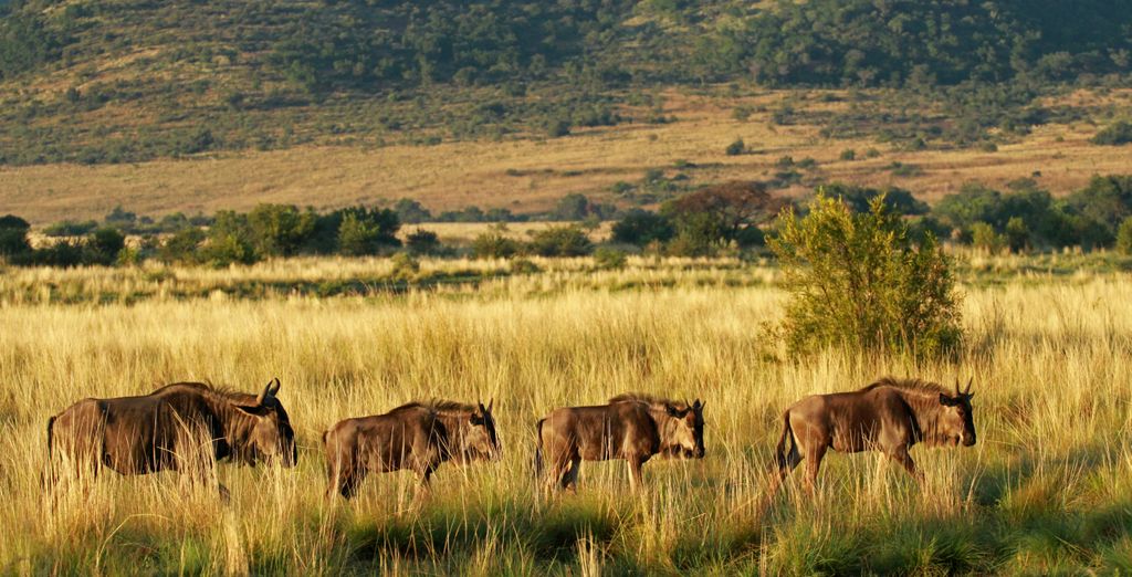 Duo 4* Black Rhino Game Lodge e Peermont Mondior