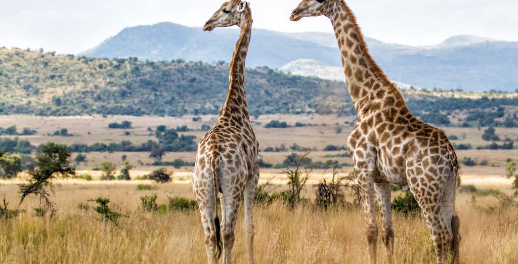 Duo 4* Black Rhino Game Lodge e Peermont Mondior