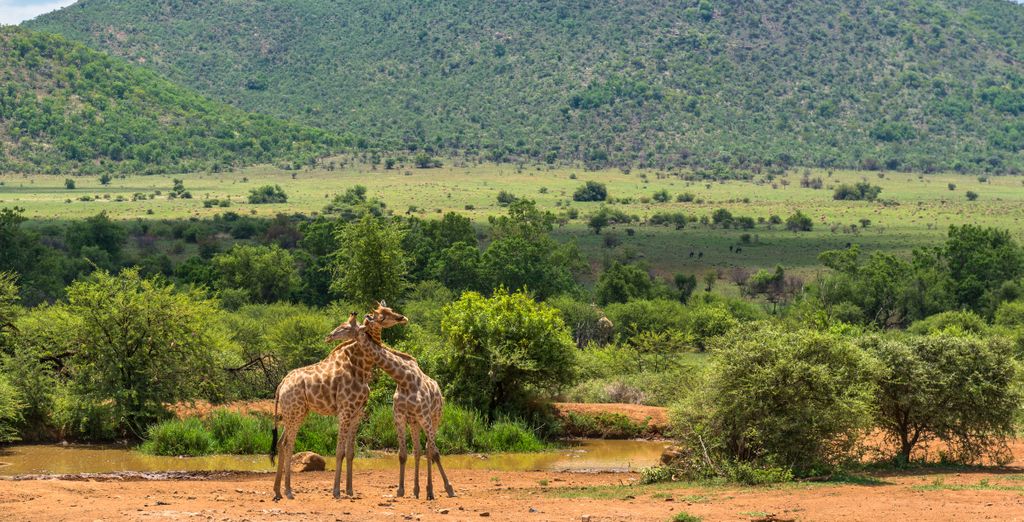 Duo 4* Black Rhino Game Lodge e Peermont Mondior