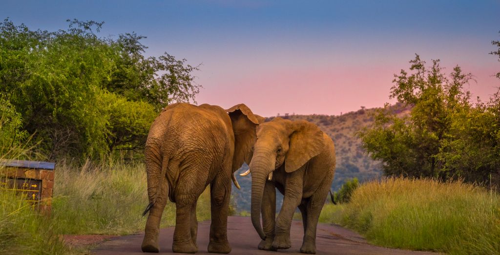 Duo 4* Black Rhino Game Lodge e Peermont Mondior