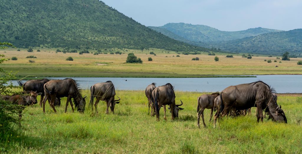 Duo 4* Black Rhino Game Lodge e Peermont Mondior