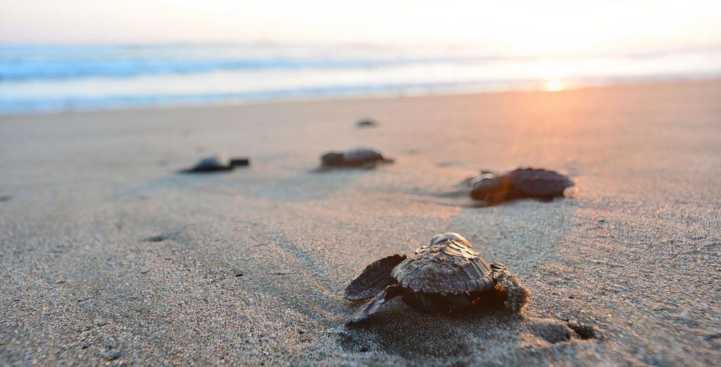 Sheraton Kosgoda Turtle Beach Resort 5*