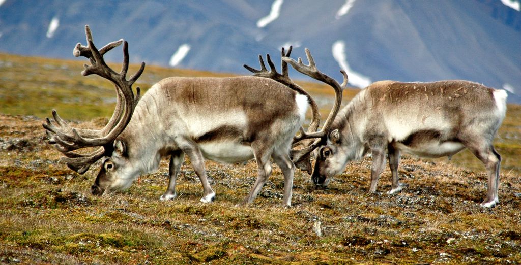 Crociera nel Mar Glaciale Artico alle porte della Groenlandia