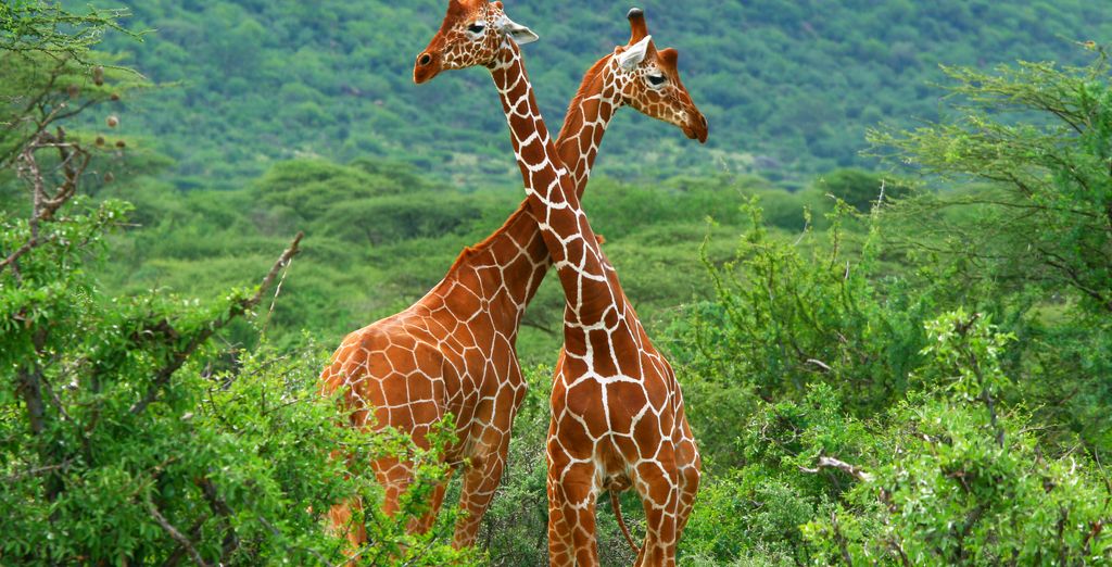 Combinato Safari di 2, 3 o 4 notti e Temple Point Resort 4*