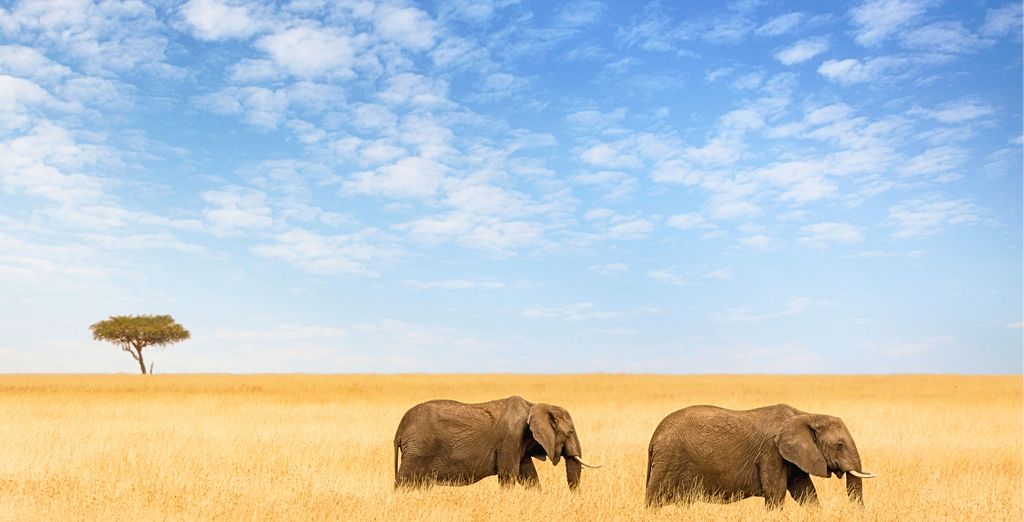 Safari: Scoperta della natura incontaminata