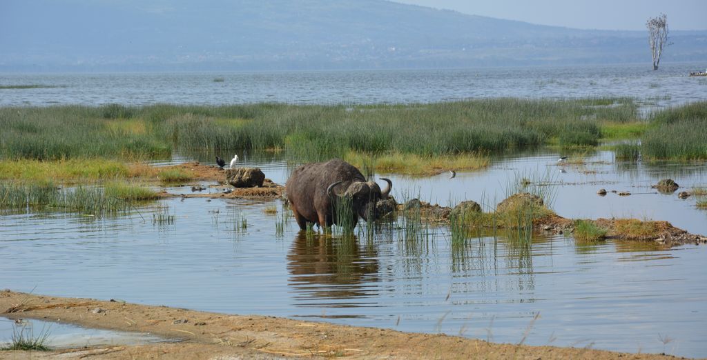Safari di 6 notti con possibile estensione presso il The One Resort Zanzibar 4*