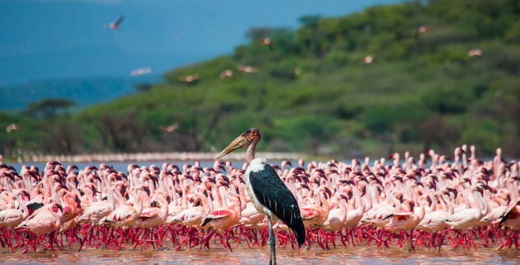 Safari di 5 notti con possibile estensione balneare