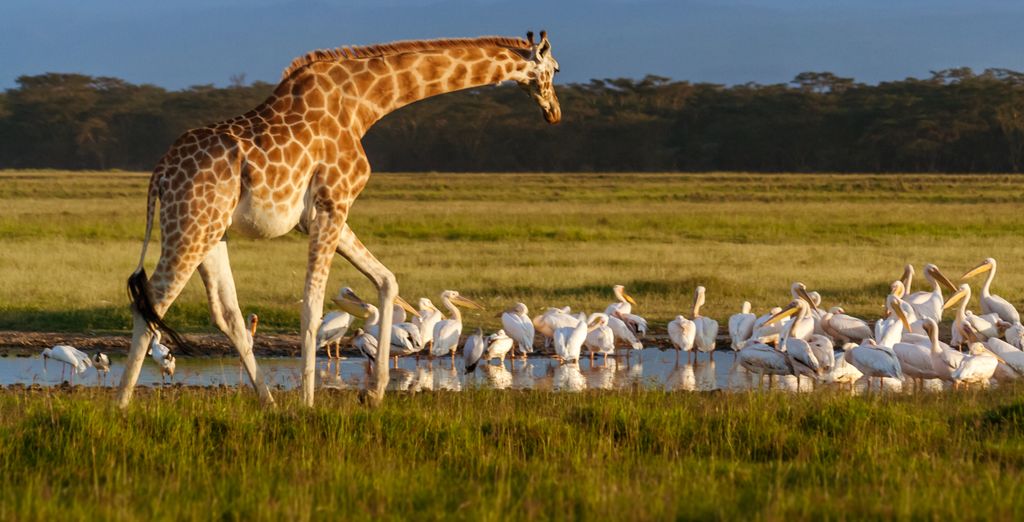 Safari di 5 notti con possibile estensione balneare