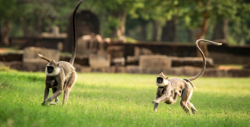 Tour privato "Le ricchezze dello Sri Lanka"