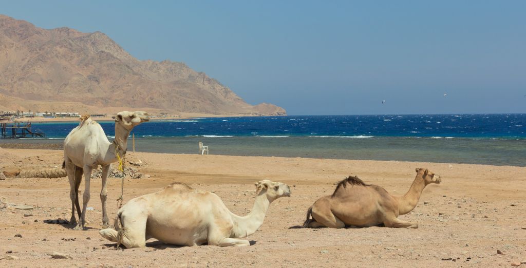 Tropitel Dahab Oasis 4*