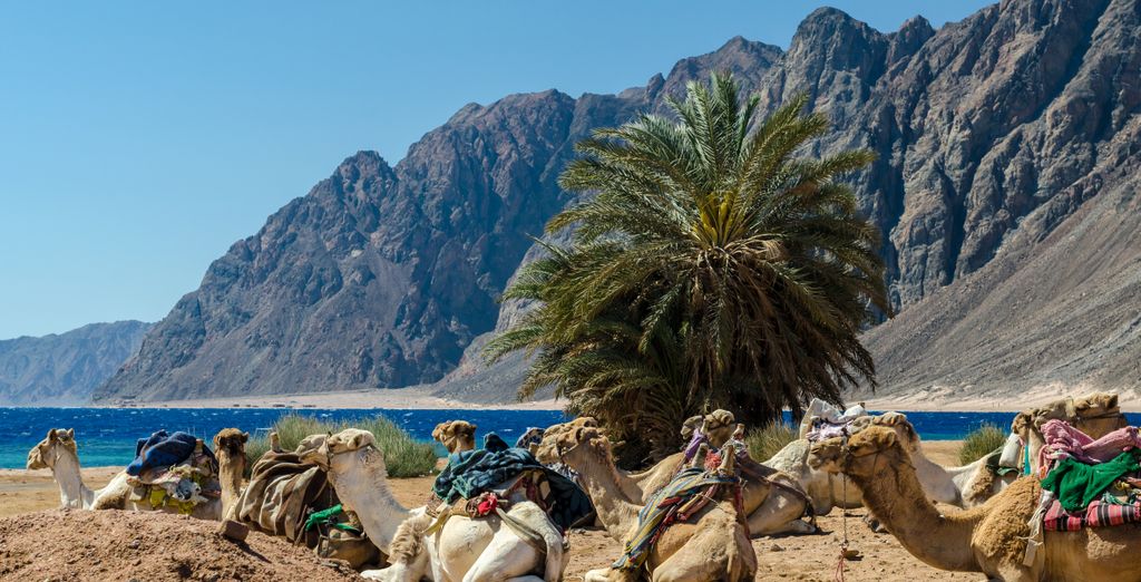 Tropitel Dahab Oasis 4*