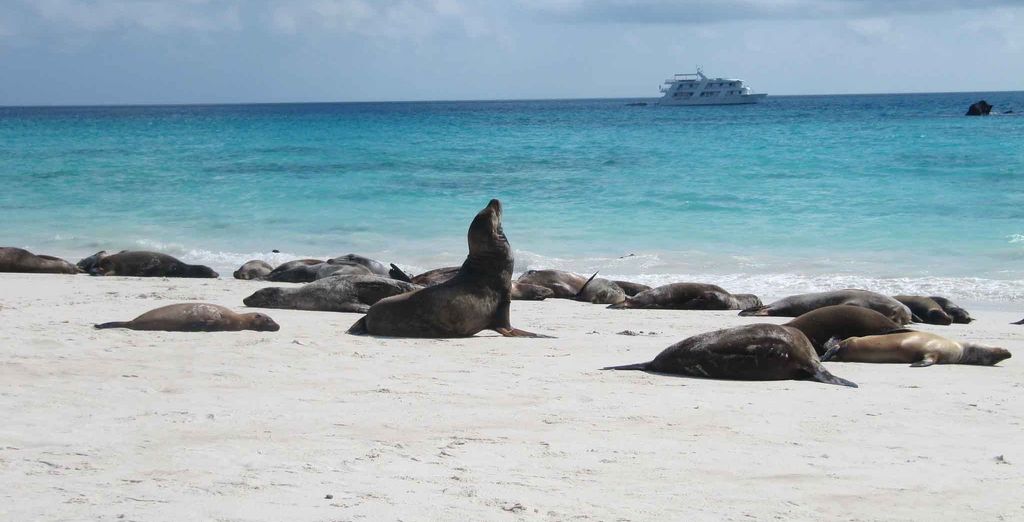 Circuito privado: 7 noches de lujo con crucero en las Islas Galápagos