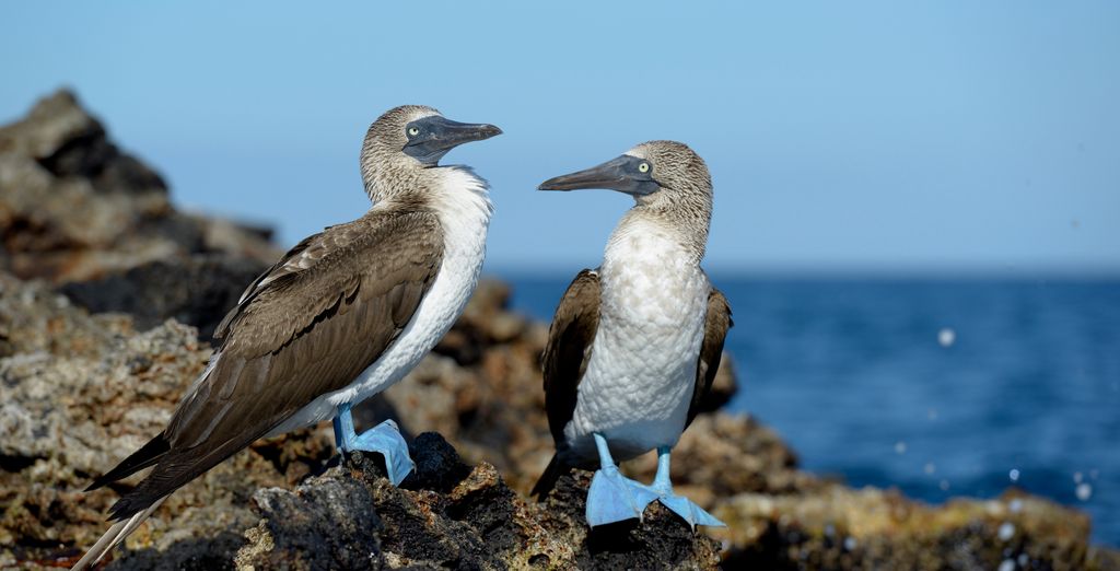Circuito privado: 7 noches de lujo con crucero en las Islas Galápagos