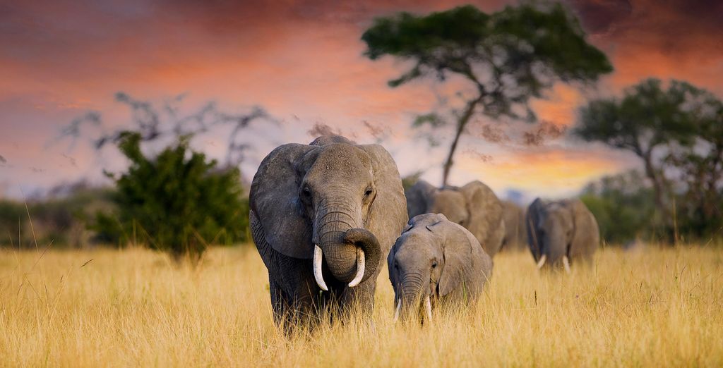Safari privato: Tanzania selvaggia e The One Resort Zanzibar 4*