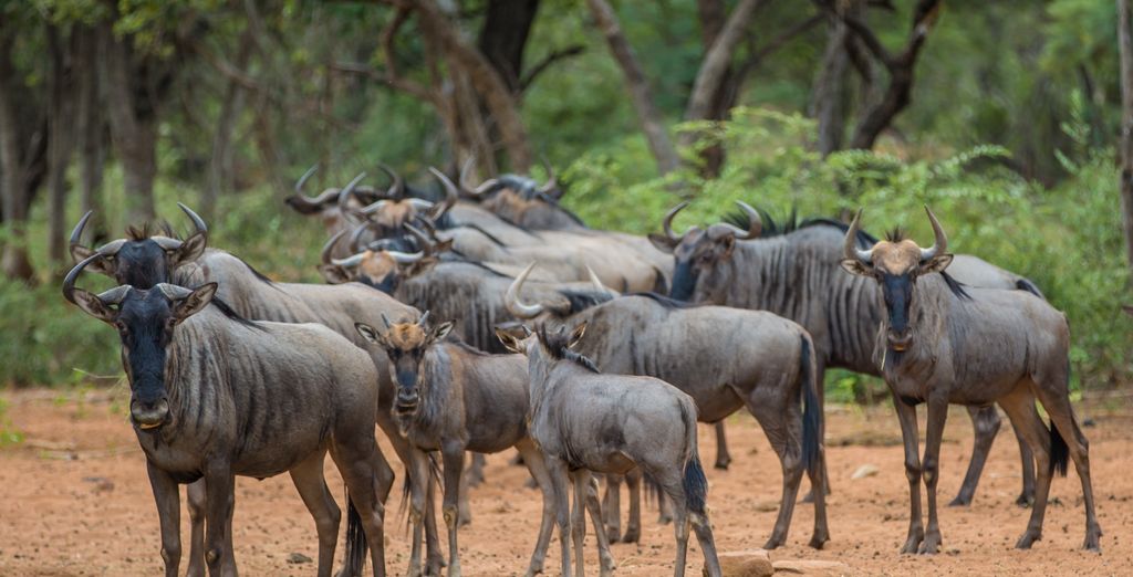 Sebatana Rhino Lodge 5*