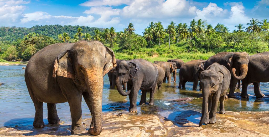 Ôclub Experience Pandanus Beach Resort & Spa 5* con possibile tour in pre-estensione