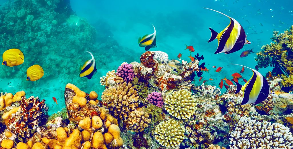 Sierra Sharm El Sheikh by Savoy 5*