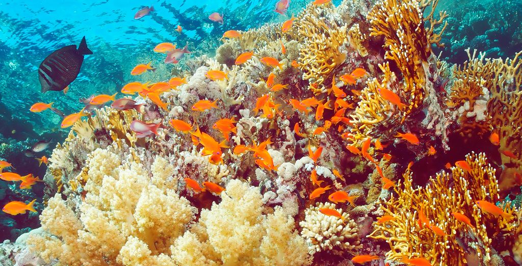 Sierra Sharm El Sheikh by Savoy 5*