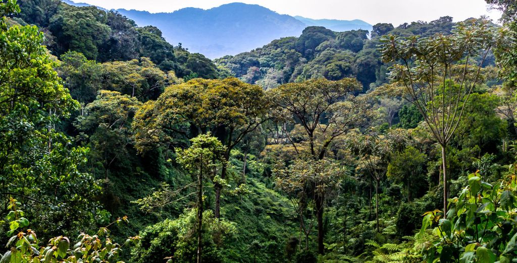 Circuit privé : Voyage au Rwanda et en Ouganda 