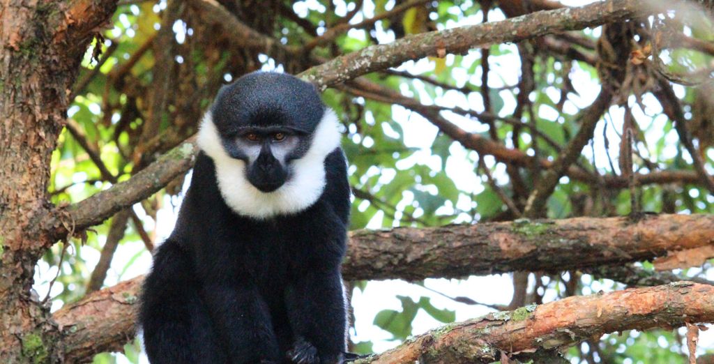 Circuit privé : Voyage au Rwanda et en Ouganda 