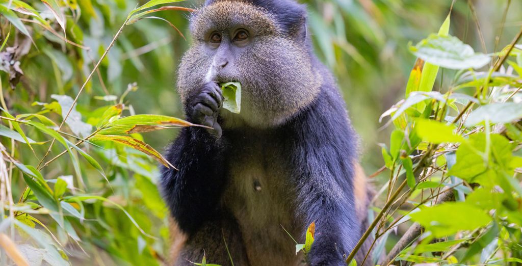Circuit privé : Voyage au Rwanda et en Ouganda 