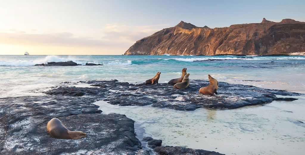 Tour privato: Galapagos, le Perle dell'Ecuador e Quito