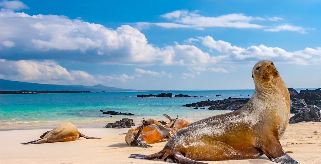 Circuito privado: Andes Ecuatorianos y las Galápagos en 10 noches