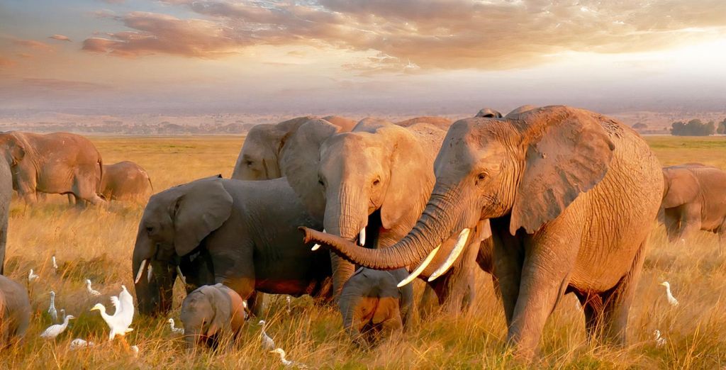 Safari au Pan African Safari Lodge 4*