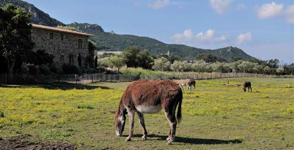 Domaine Pozzo di Mastri 4*