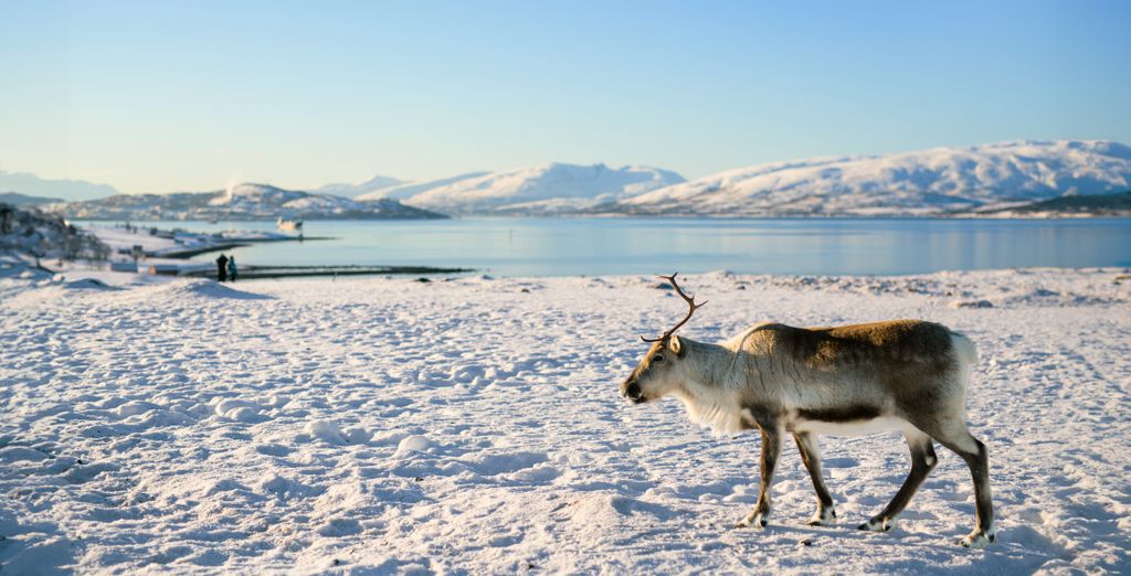 6-night Arctic experience – Tromsø