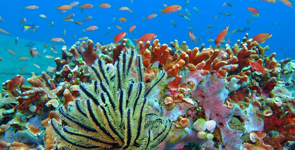 Tour privato "Avventura nelle Visayas"