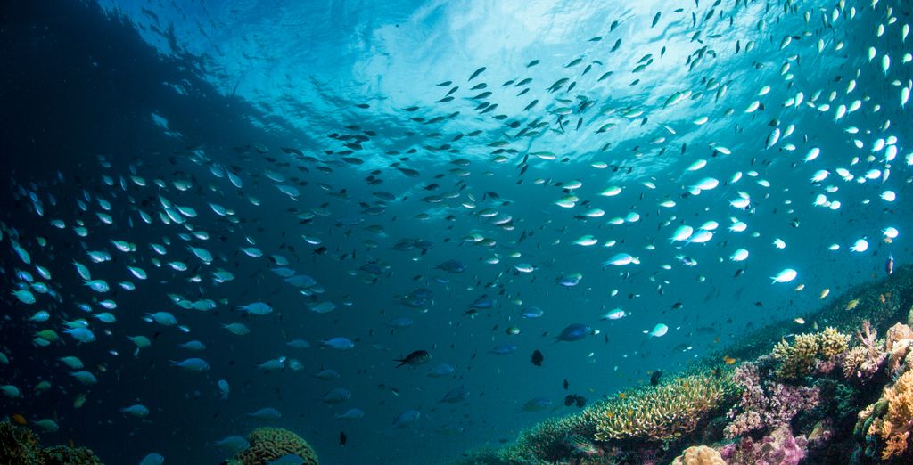 Tour privato "Avventura nelle Visayas"