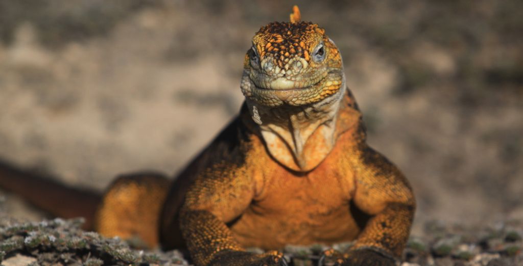 Tour privato: Galapagos, le Perle dell'Ecuador e Quito