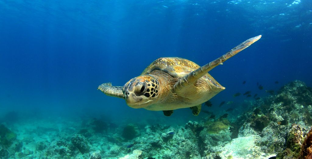 Tour privato: Galapagos, le Perle dell'Ecuador e Quito