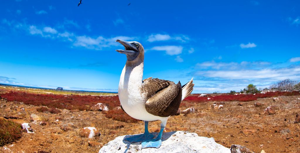 Tour privato: Galapagos, le Perle dell'Ecuador e Quito